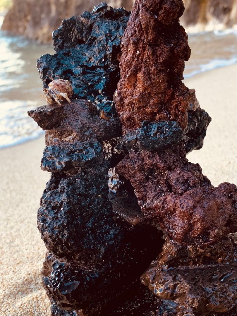 荒崎海岸デザイン溶岩　ピクシーシュリンプ海水魚　水槽　溶岩石レイアウト　濾過