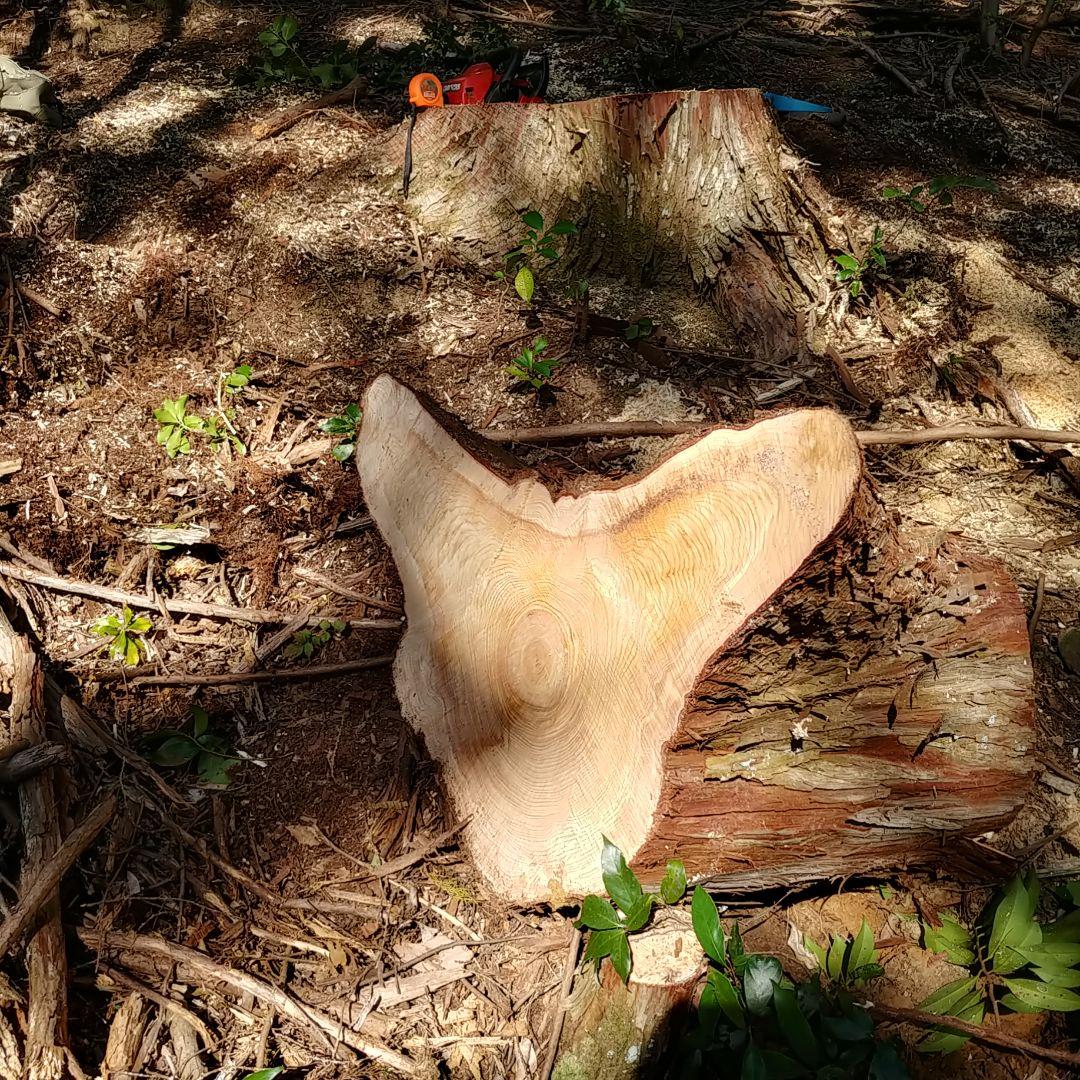 丸太スツール　丸太サイドテーブル　ヒノキ根元