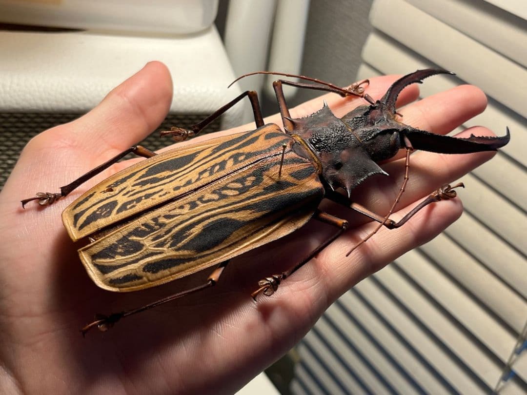 【150mm】オオキバウスバカミキリ標本 Macrodontia 昆虫標本