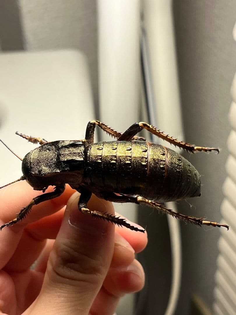 【58mm♂】ヨロイコロギス Bradyporus 標本 リオック