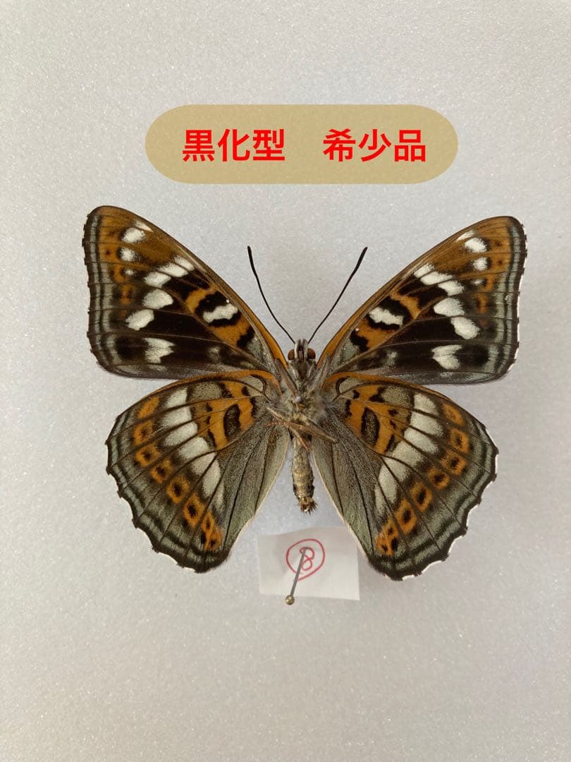 オオイチモンジ（黒化型 1オス 大雪湖産）