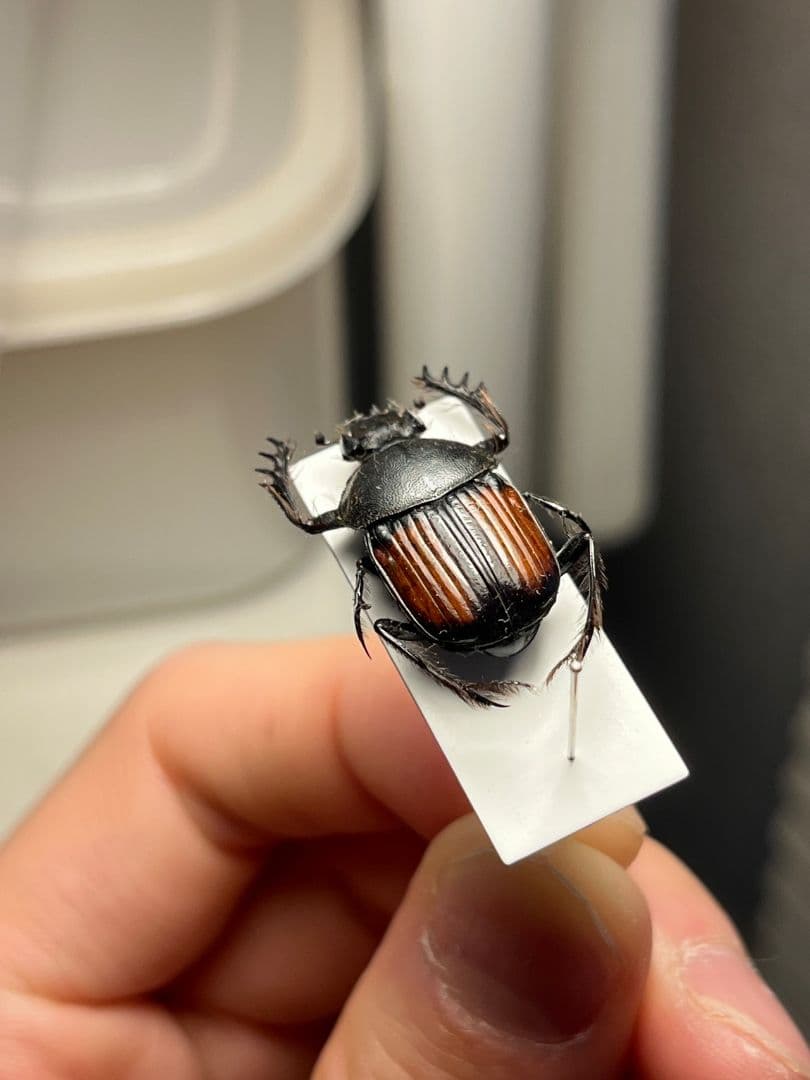 【21mm】ベニモンタマオシコガネ フンコロガシ糞虫とんでもない甲虫