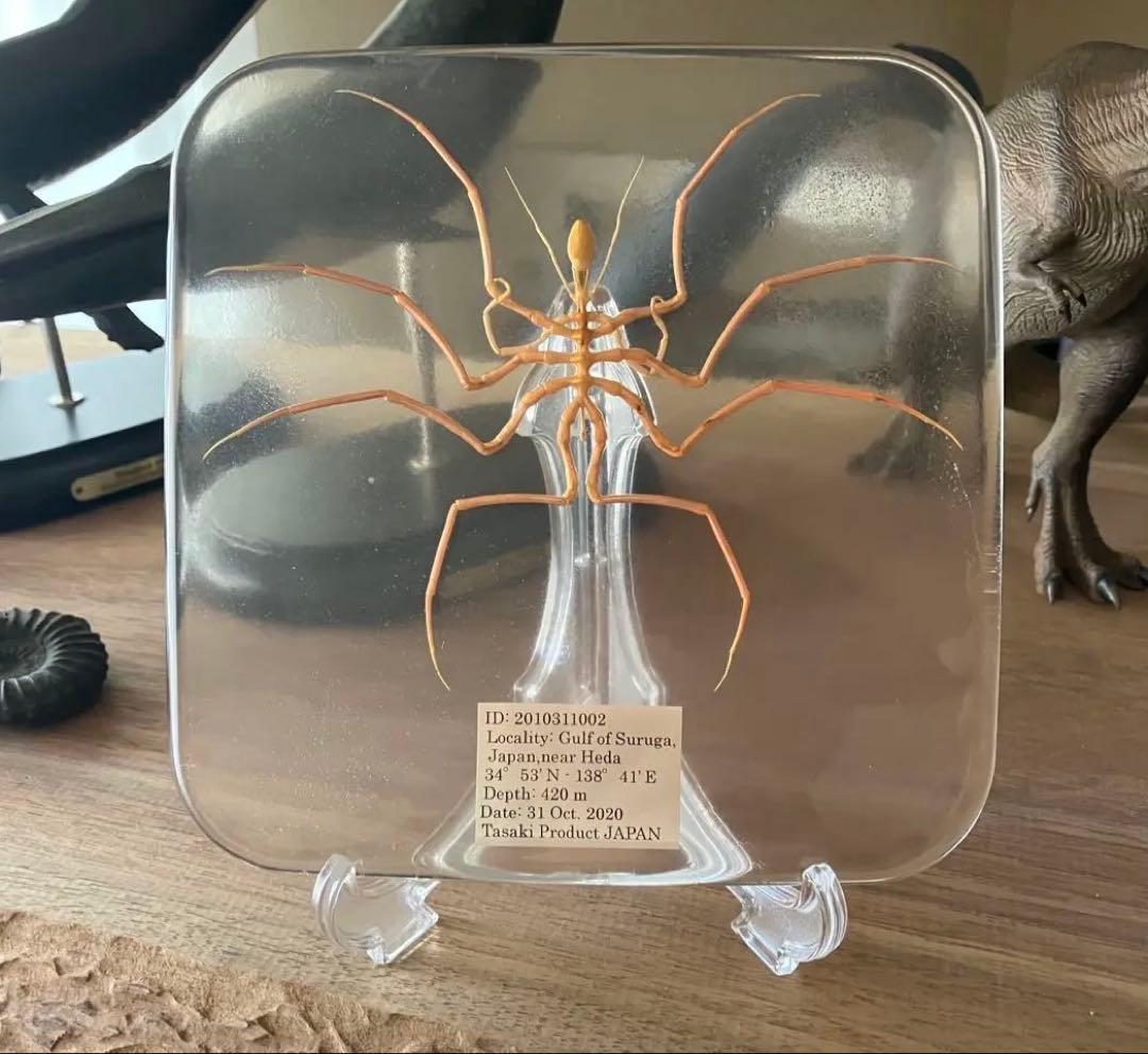 ウミグモ　深海生物樹脂封入標本 LEDライト付き 木製ケース