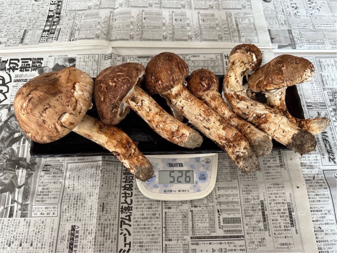 松茸　北海道　500g 訳あり　③　国産