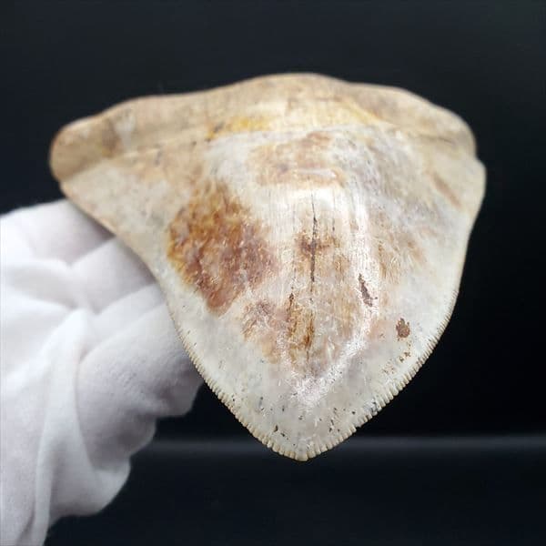 極上 メガロドン 歯 化石 本物 インドネシア 137.08mm mg11