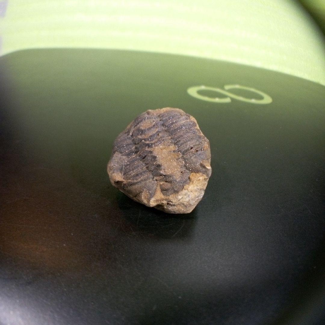 三葉虫　化石　fossil　海　ボリビア産　trilobite　海生動物網⑩