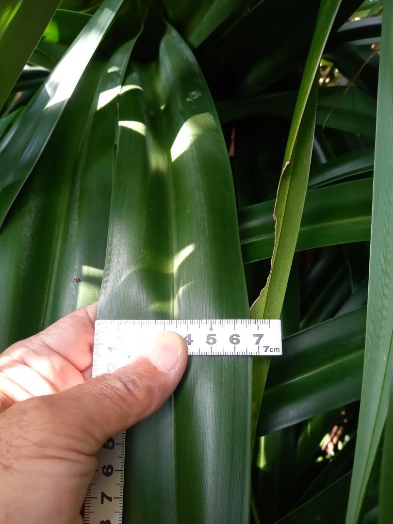 ハワイ産沖縄育ちのラウハラ\