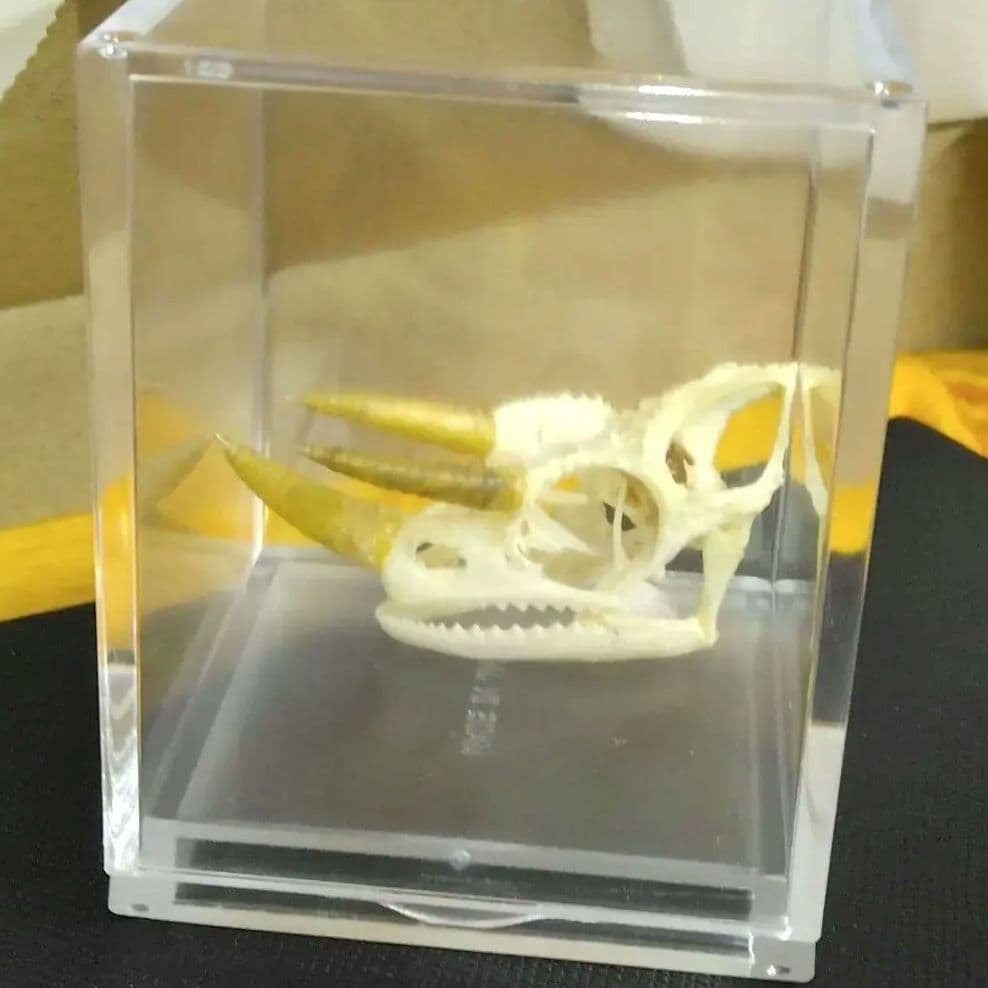 ✔ジャクソン カメレオン 幼体 骨格標本 頭蓋骨 頭骨 標本 インテリア