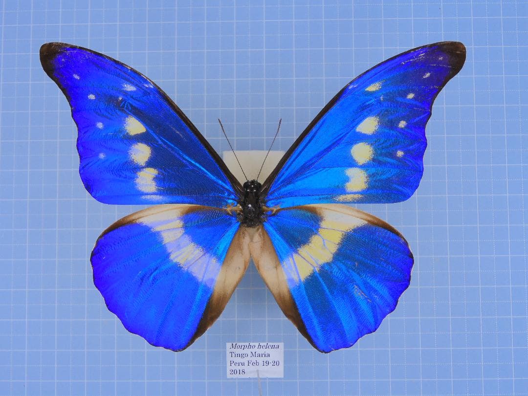 ヘレナモルフォ　120mm