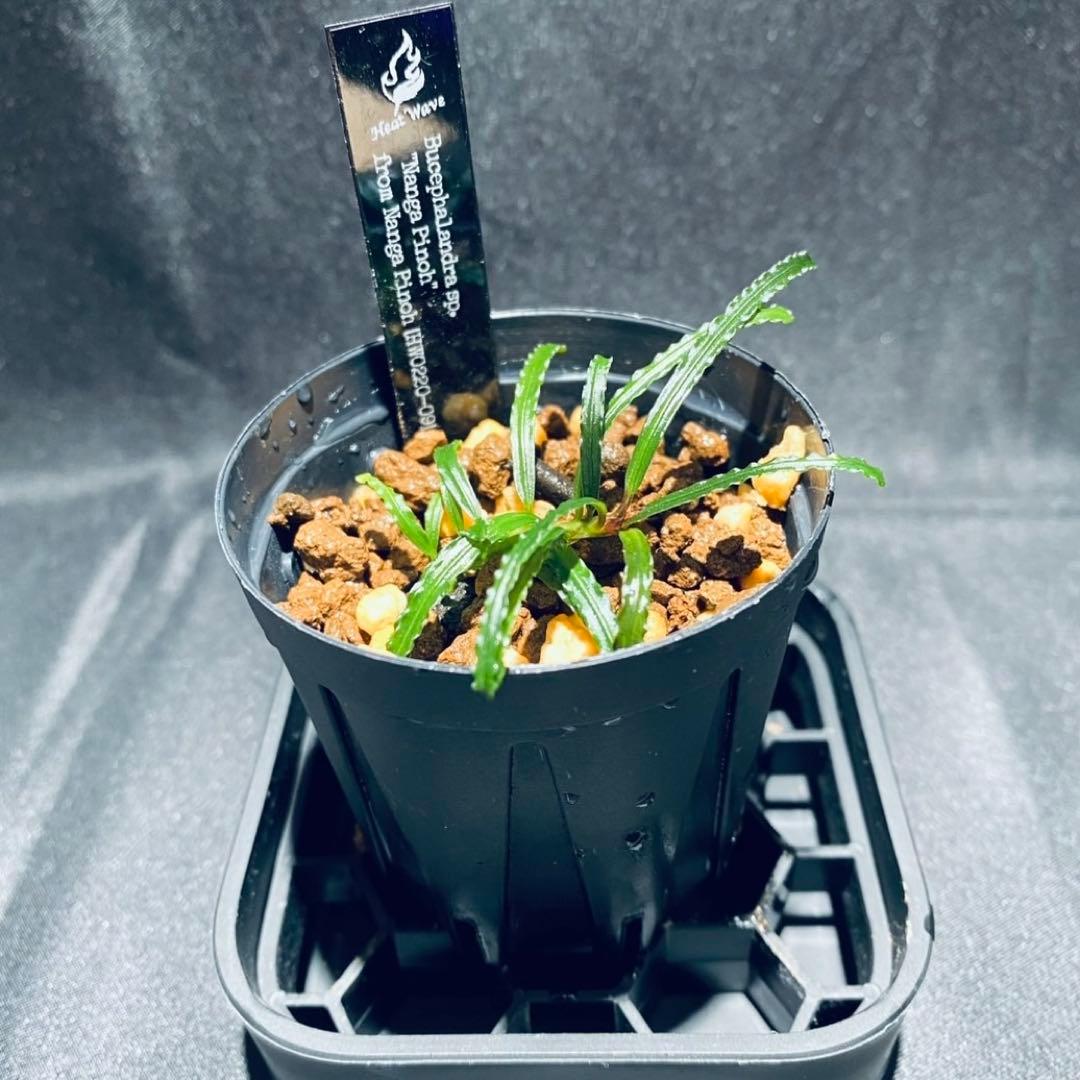 【 HW便】Bucephalandraセット②