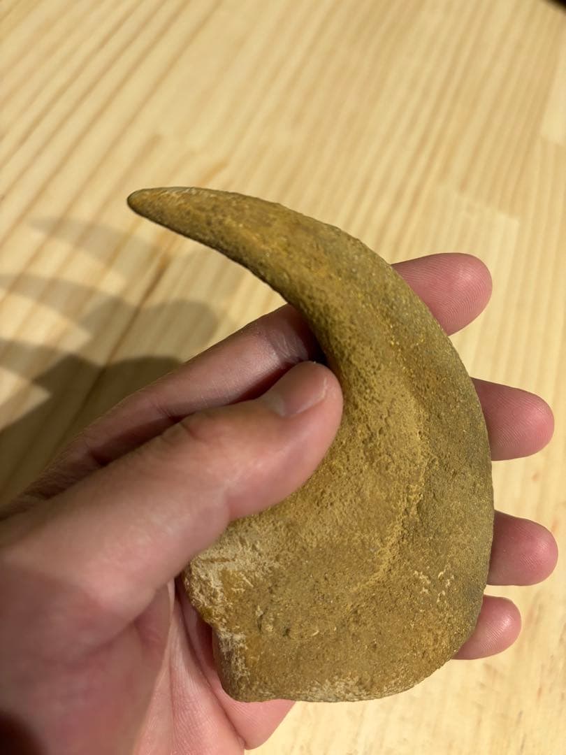 モロッコ　化石　爪　デルタドロメウス？