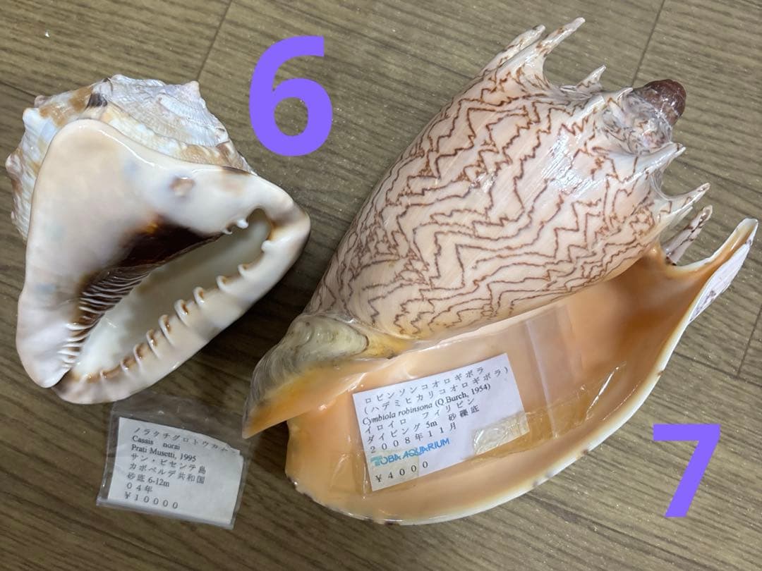 Meyo 7175　　貝殻10点