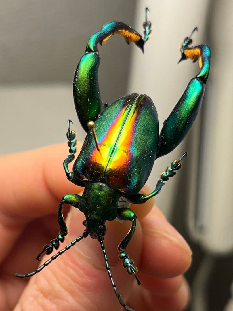 【腿太葉虫最大種】Sagra buqueti モモブトハムシプラチナコガネ標本