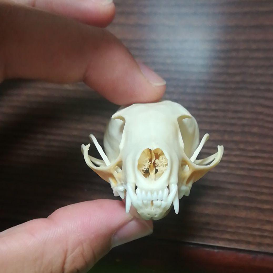 インドネシア産 ジャコウネコ