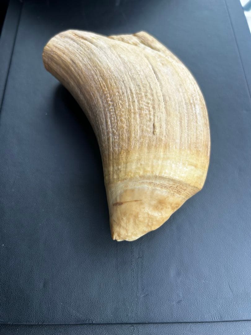 マッコウクジラ 歯 鯨歯 特大 491.43g 印材や工芸品の素材などに