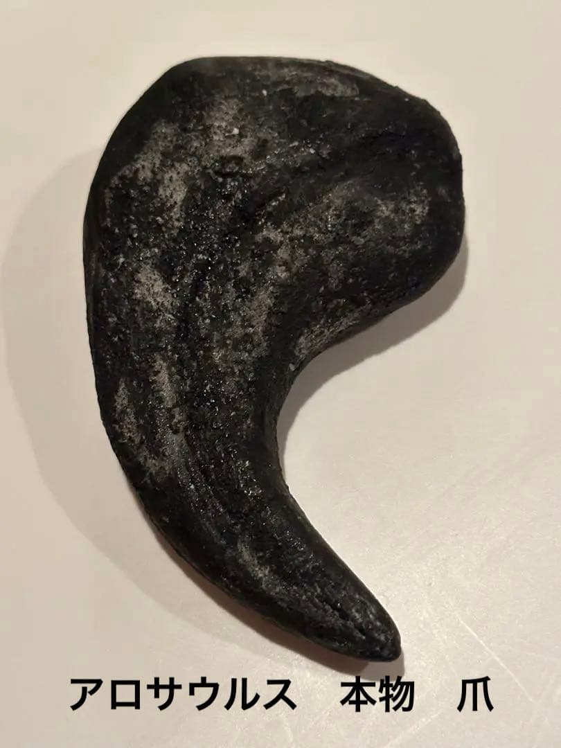 Allosaurus 化石 恐竜 ティラノサウルス カルカロドントサウルス　底値