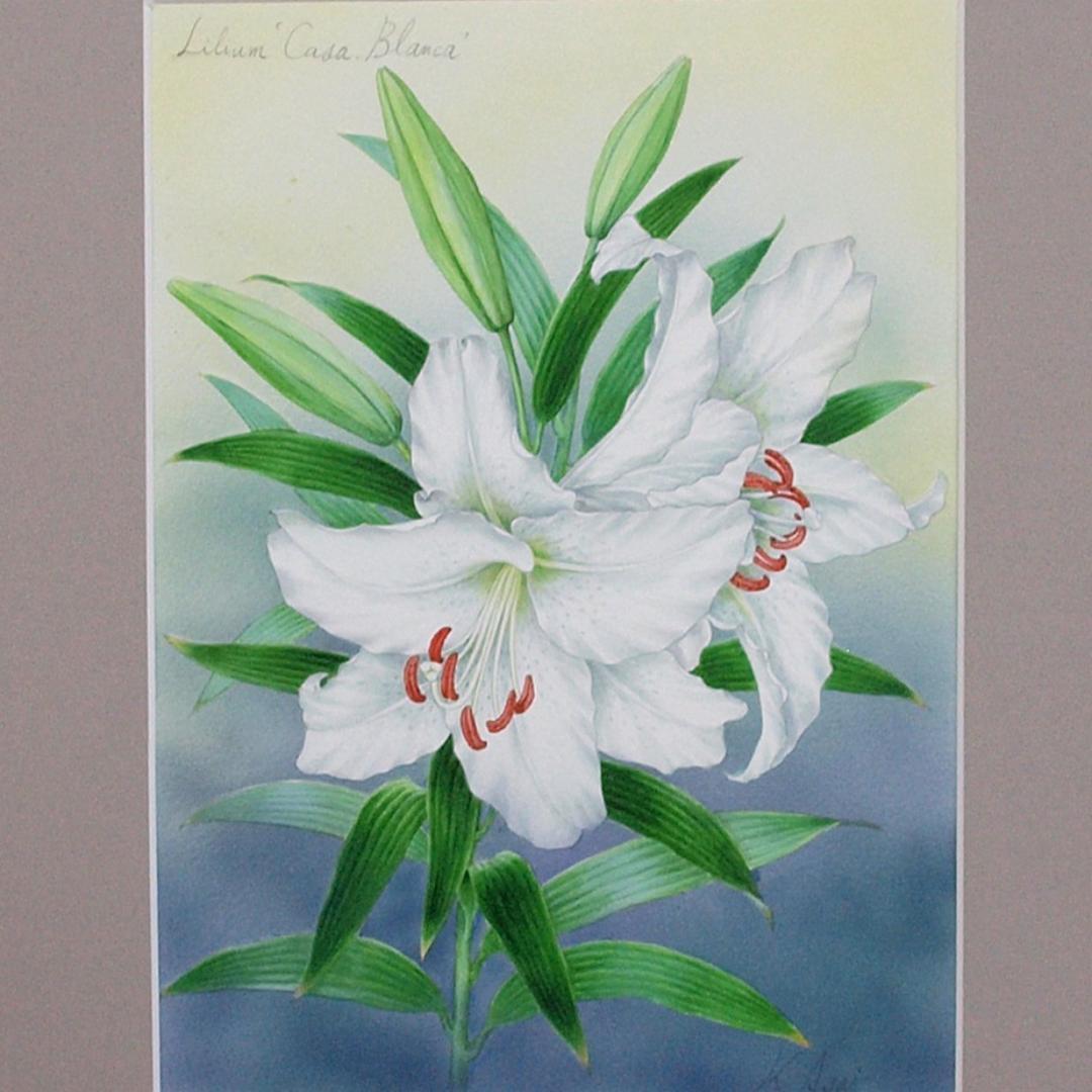 【絵画】ボタニカルアート　「カサブランカ　純白の貴婦人」原画