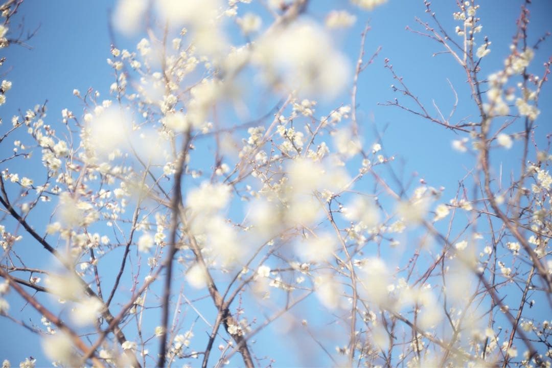 美品　CCDセンサー　Leica M8 + Summarit 50mm