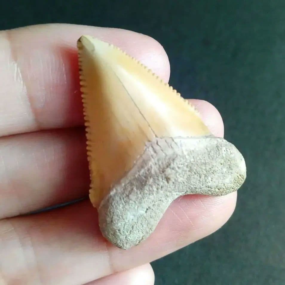 サメの歯化石　メガロドンの祖先種　希少種　カルカロクレス・チュブテンシス