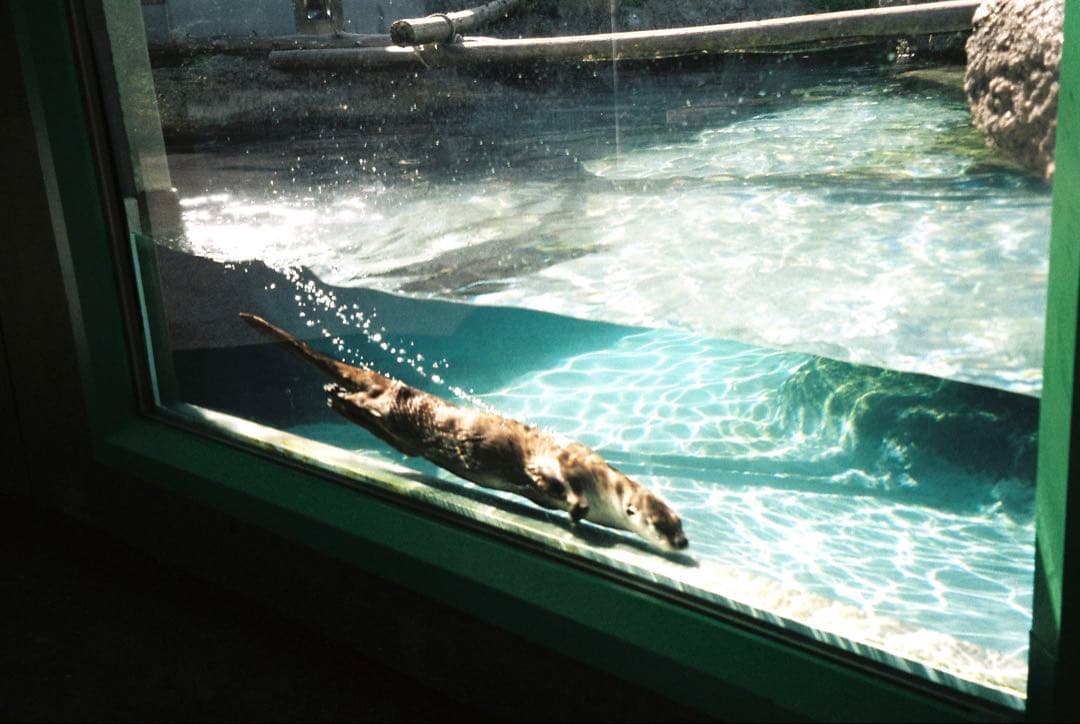 ◎実写あります　ASAHI PENTAX SPOTMATIC F フィルムカメラ