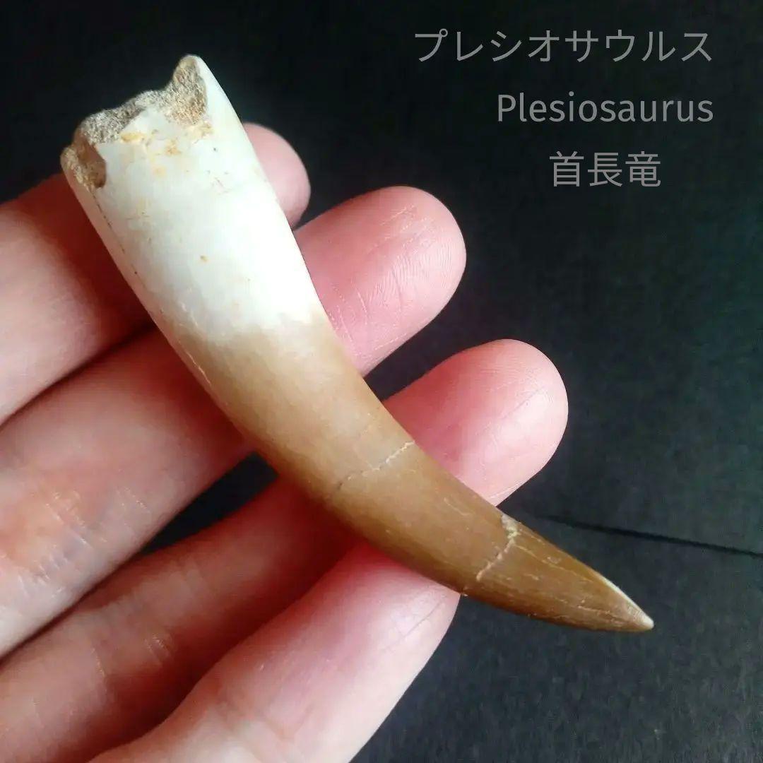 首長竜　プレシオサウルス　歯化石　特大