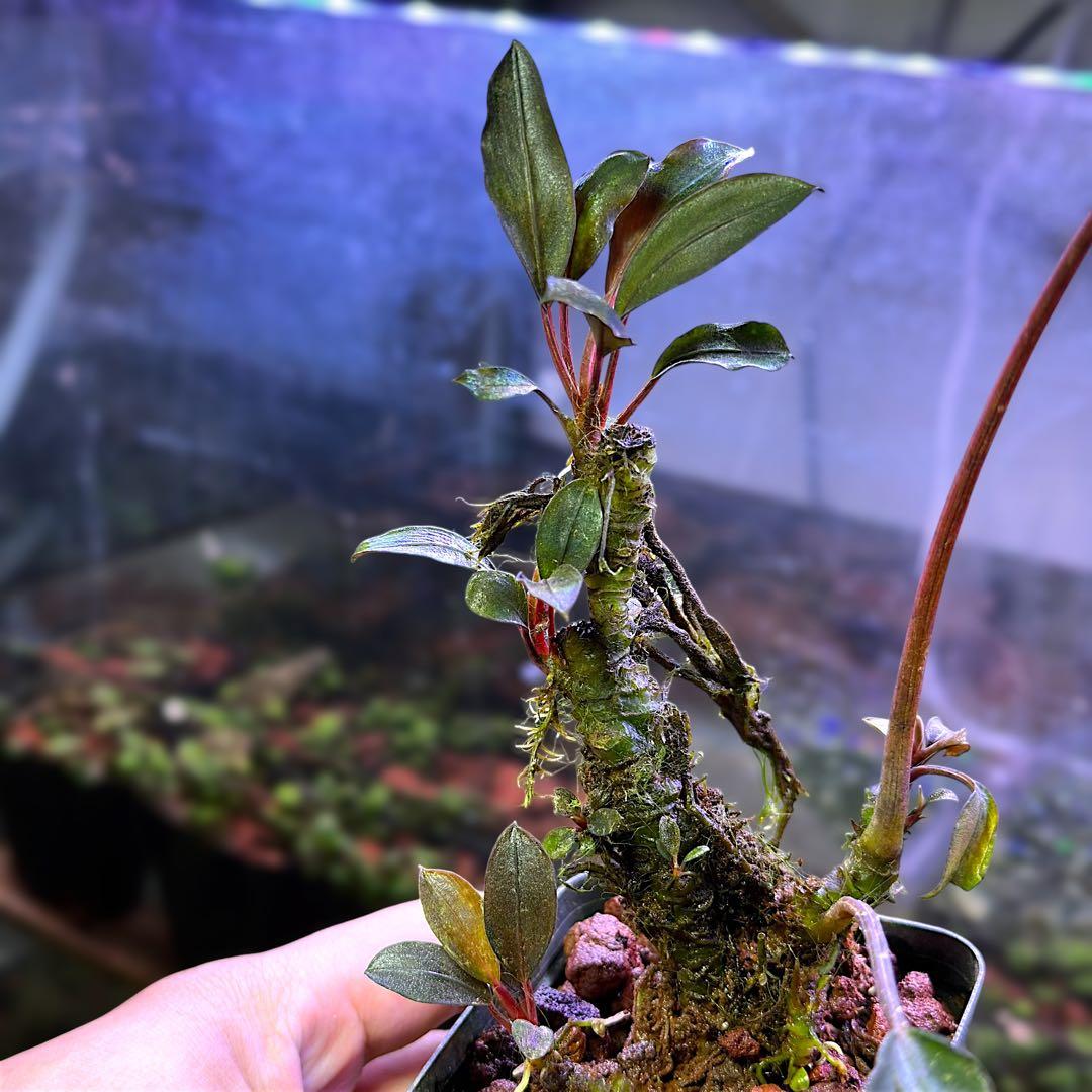 G*k様 ブセファランドラ Motleyana 新芽沢山あり　5株トリム可能