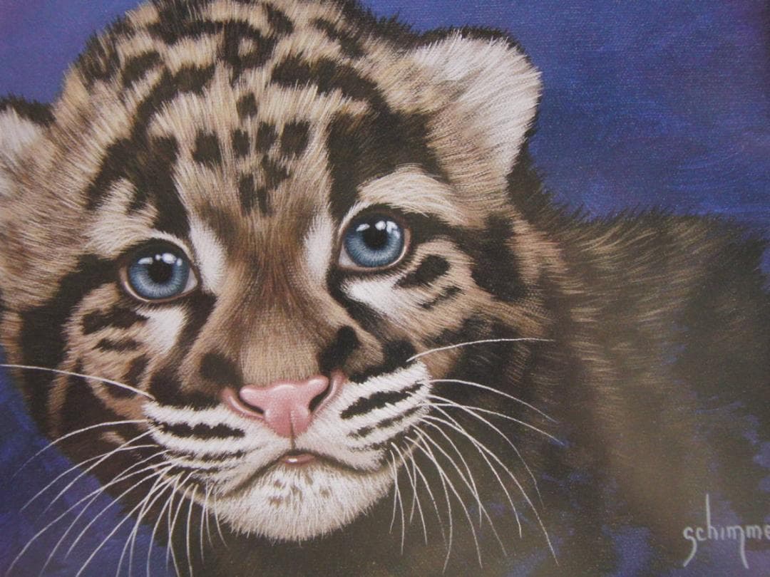 シム・シメール、【THE LITTLE CLOUDED LEOPARD】