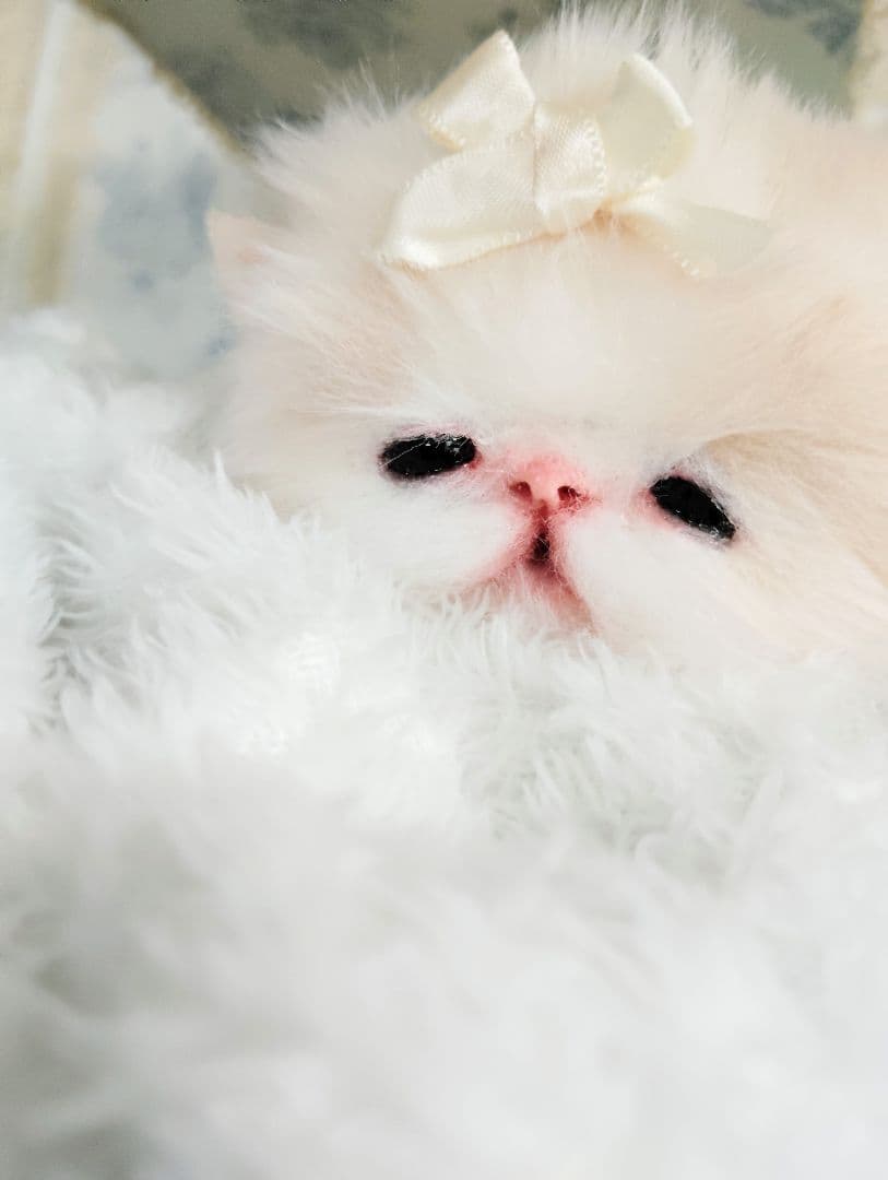 子猫ベビー♡お腹ぽっこりちゃん♡アートドール♡ぬいぐるみ♡