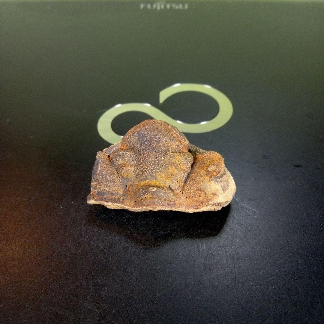 三葉虫　南米産　化石　fossil　ボリビア産　trilobite　南米化石郡②