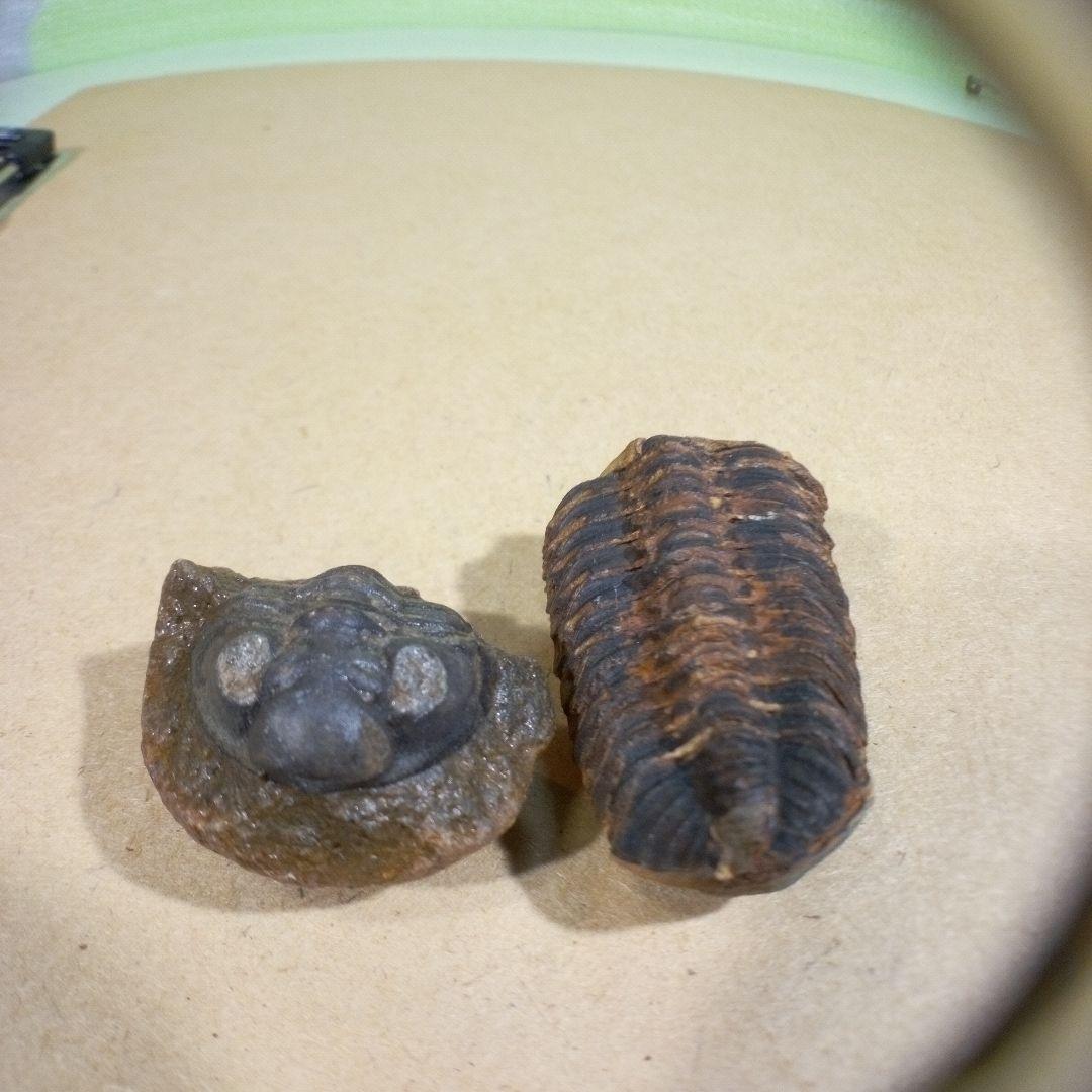三葉虫　化石　fossil　ボリビア産　レア　Fossil判別⑤