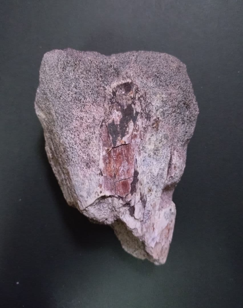 【激レア】化石 フィトサウルス類レドンダサウルスの脚