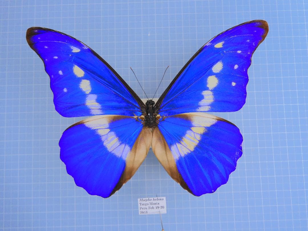 ヘレナモルフォ　141mm