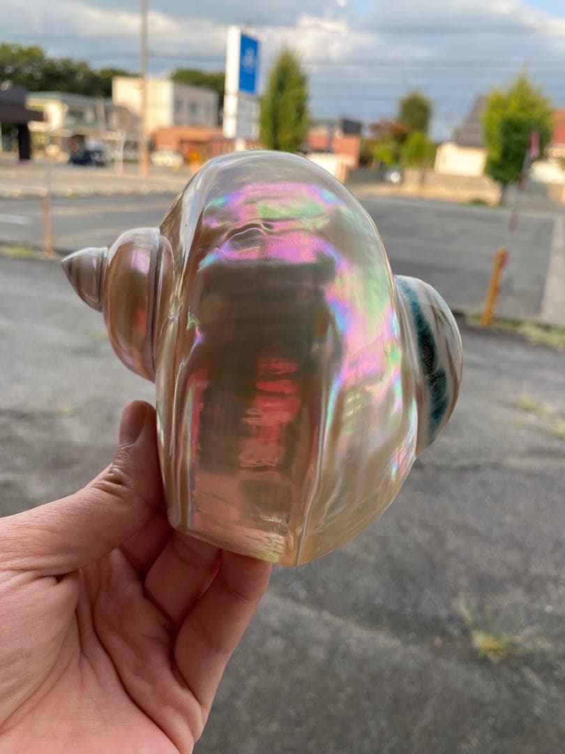 夜光貝　まとめ5個セット　美品　12-14cm 置物