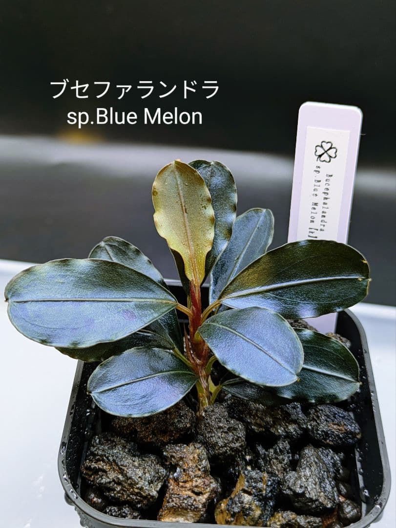 専用出品　ブセファランドラsp.Blue Melon（ブルーメロン）水上株