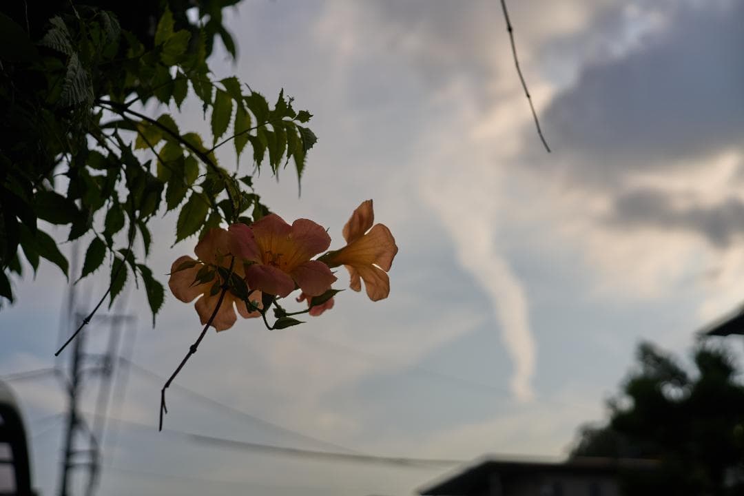 LEICA CL 50周年記念モデル / SUMMICRON-C 40mm f2