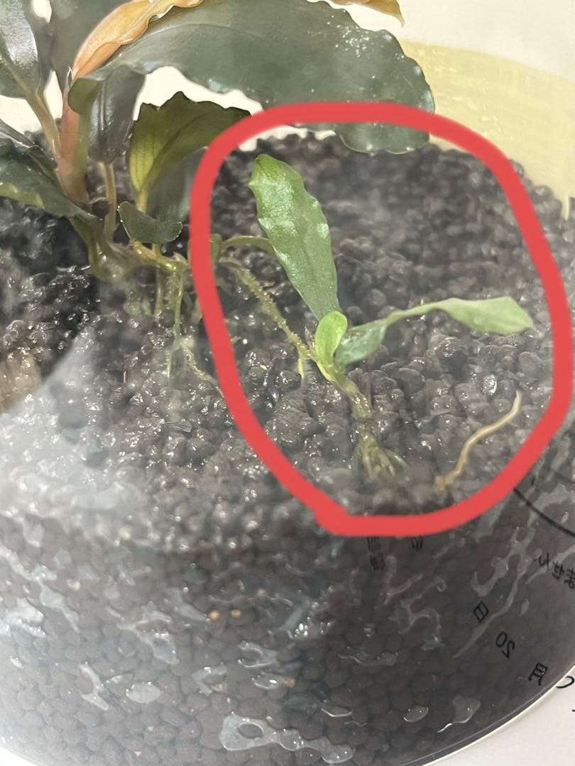 【正規タグ付き】Bucephalandra sp.“彩雲”