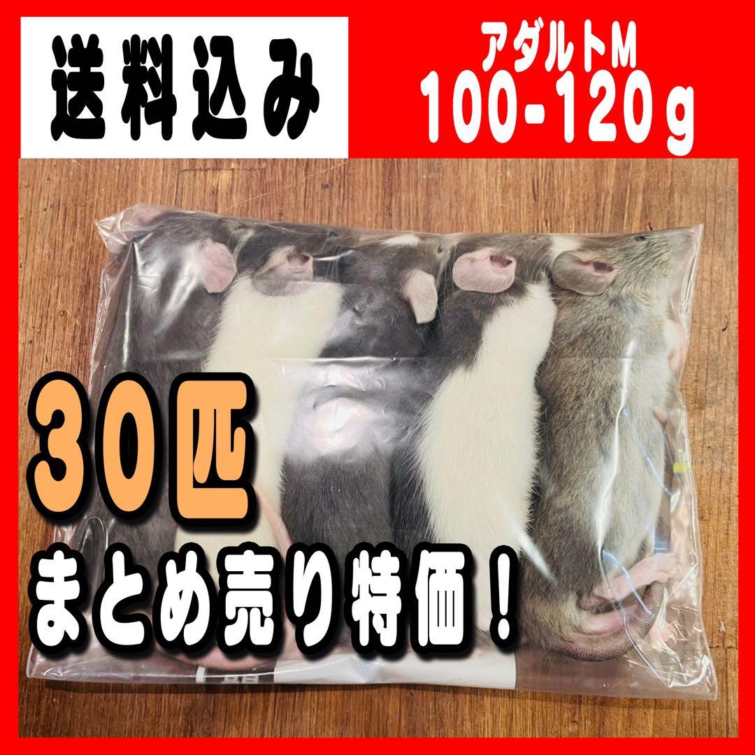 冷凍ラットアダルトM 100~120g 30匹
