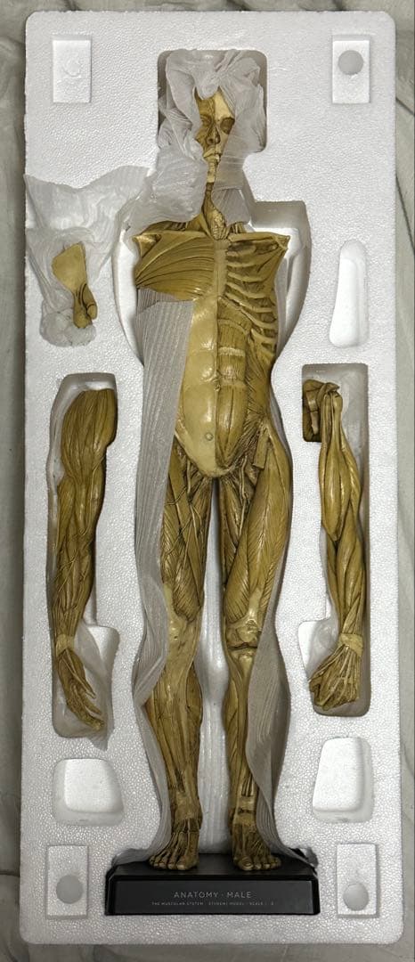 Anatomy Tools ANATOMY 男性 女性 人体模型 アナトミー