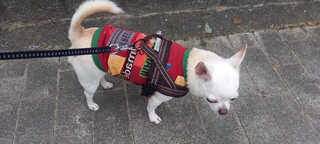 着画です⭐ハンドメイド　犬の服