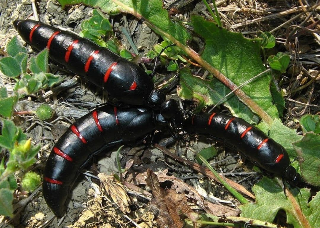 【36mm】ツチハンミョウ モロッコ産 オサムシマイマイカブリ 昆虫標本