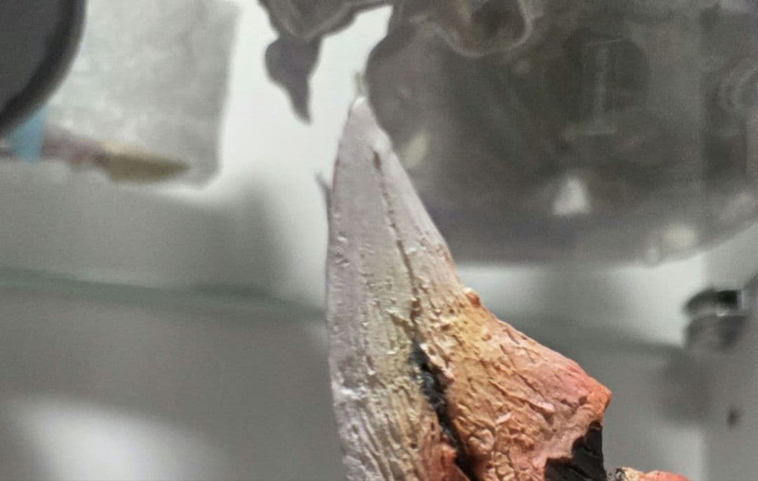 モンハン 燼滅刃ディノバルド フィギュア クリエイターズモデル