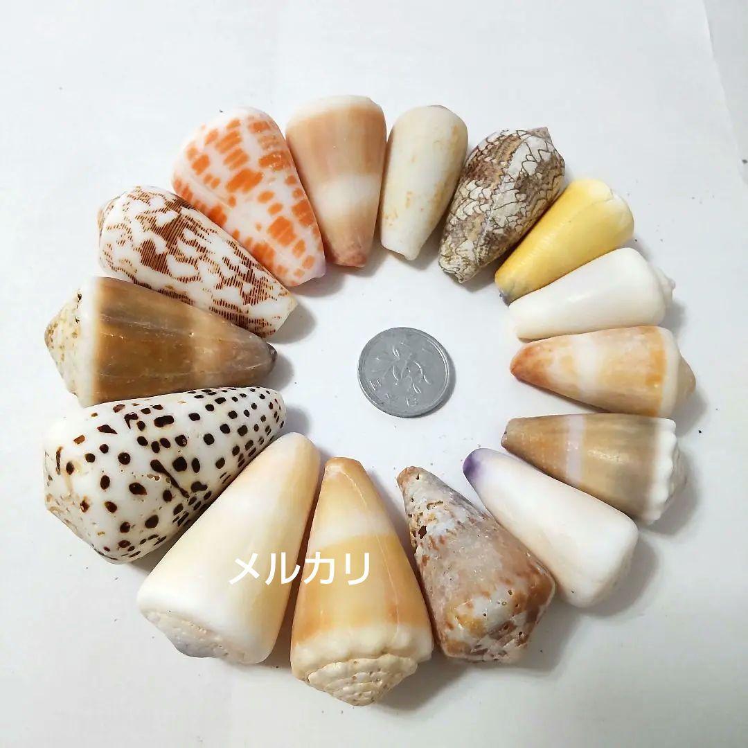 イモガイ ハルシャガイ ゴマフイモ クロザメモドキ 貝殻 貝がら 貝 標本