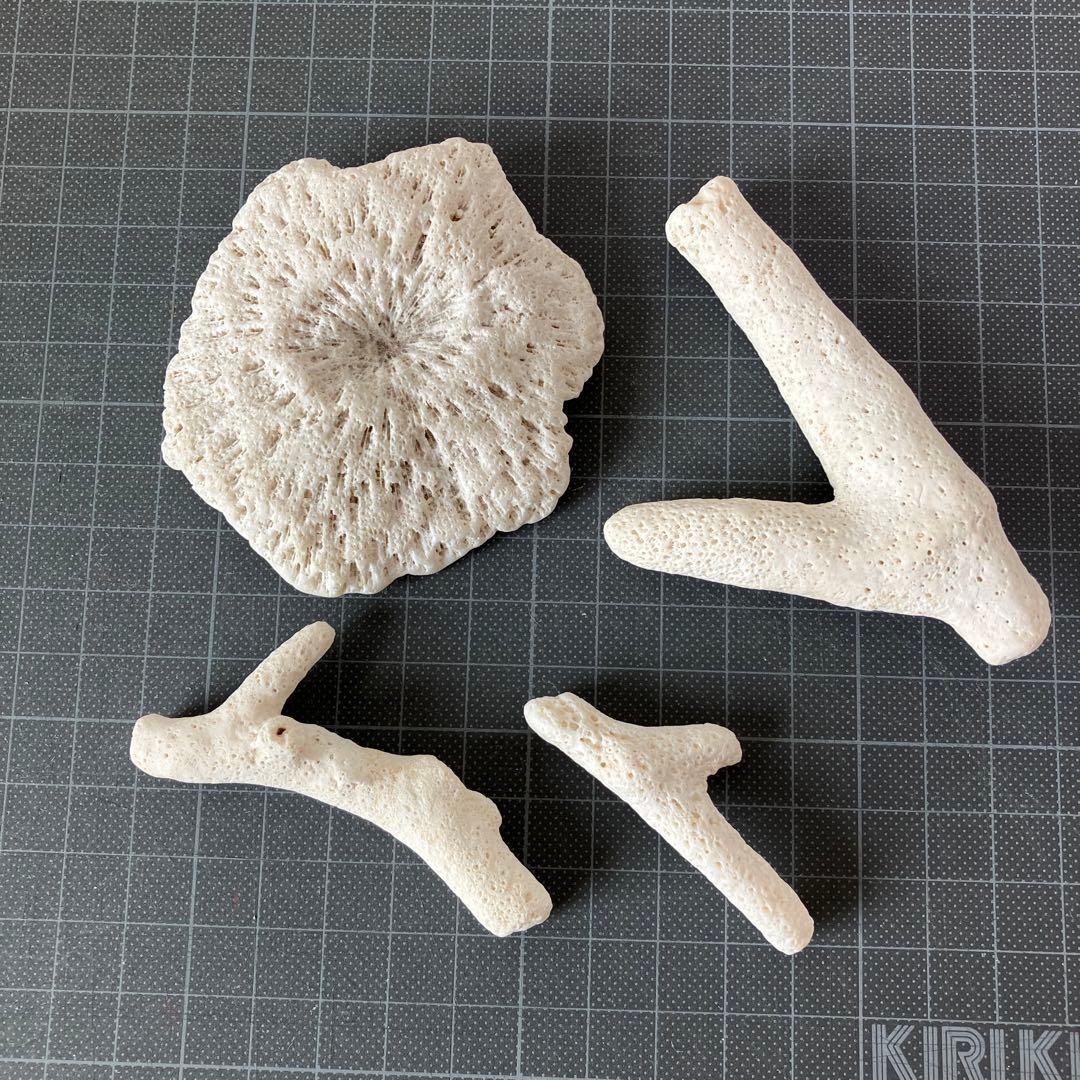 ネパール産のアンモナイト