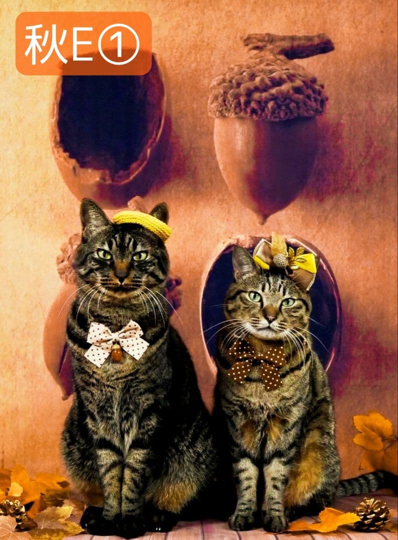 背景布　秋XD③　ペット撮影用フォトブース　ハロウィントリミングチョーカー販売中