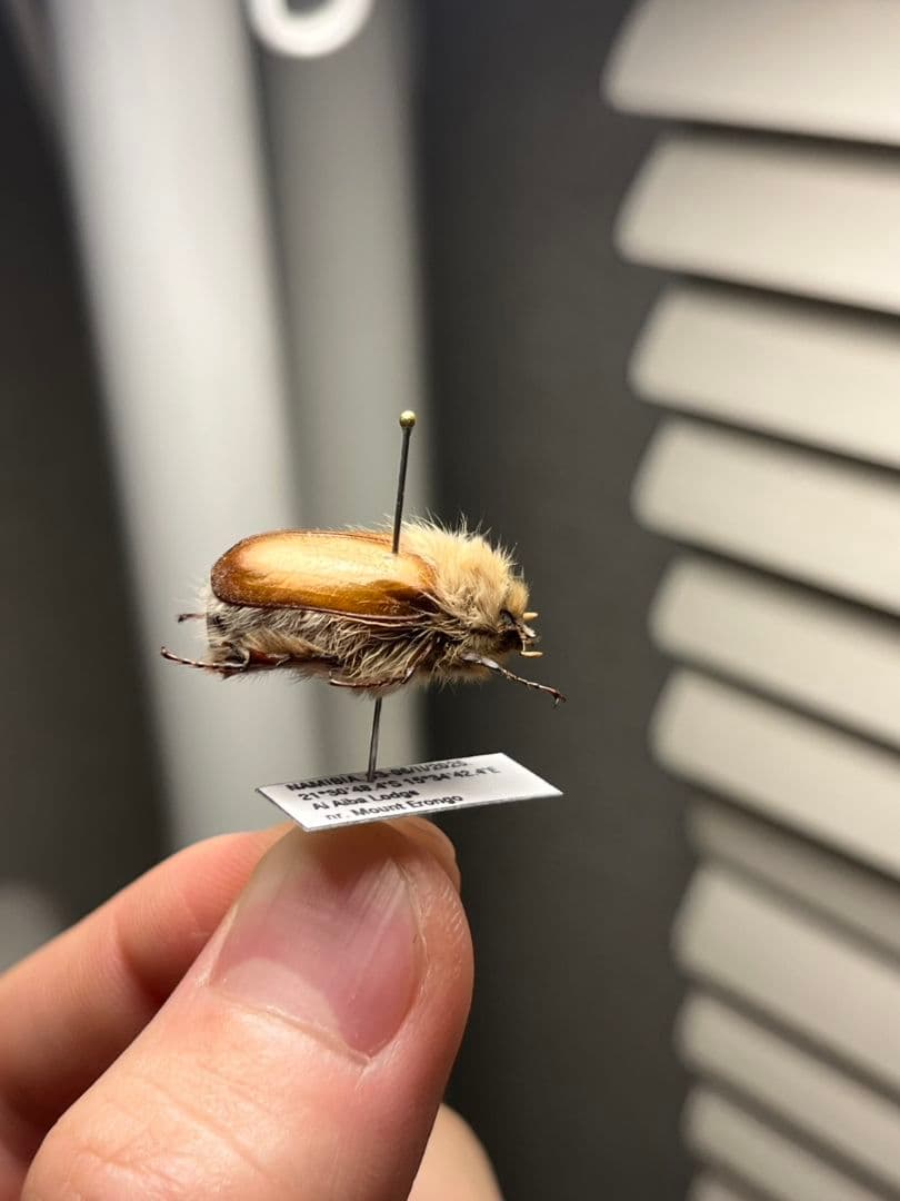 【21mm】ライオンコガネコガネムシハナムグリコブハムシプラチナコガネフンチュウ