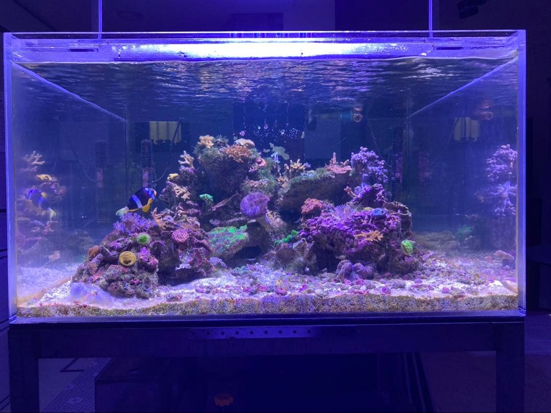 アクリル 大型 水槽 水槽セット 900×900×500 海水魚 珊瑚 飼育