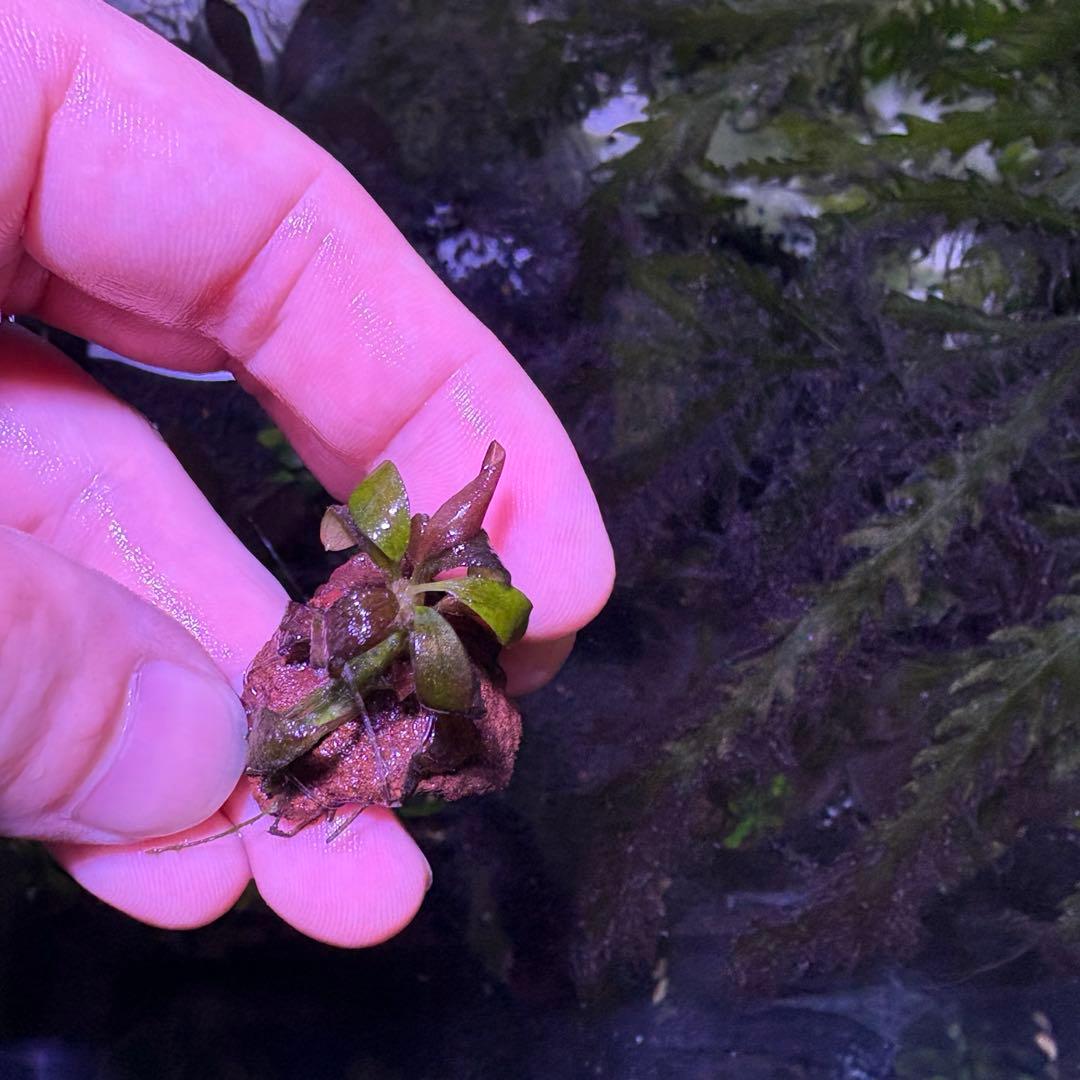 ブセファランドブラウニーゴースト２０１１-２０１２　ナカモト等 9株まとめ売り