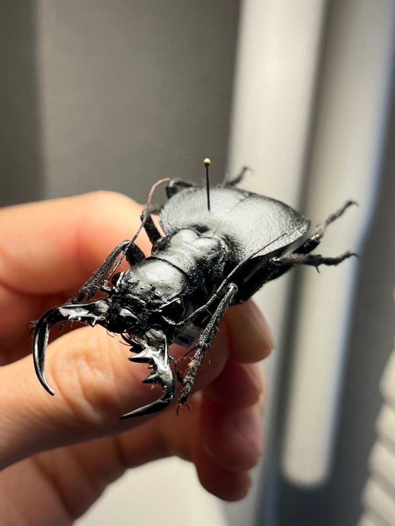 【巨大♂】オオエンマハンミョウ Manticora タンザニア産 昆虫標本