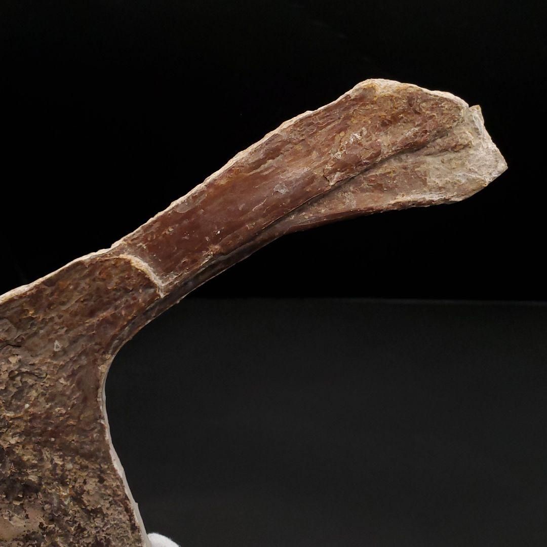 博物館級 タペヤラ 化石 下顎 恐竜 本物 ブラジル産 225mm fr77