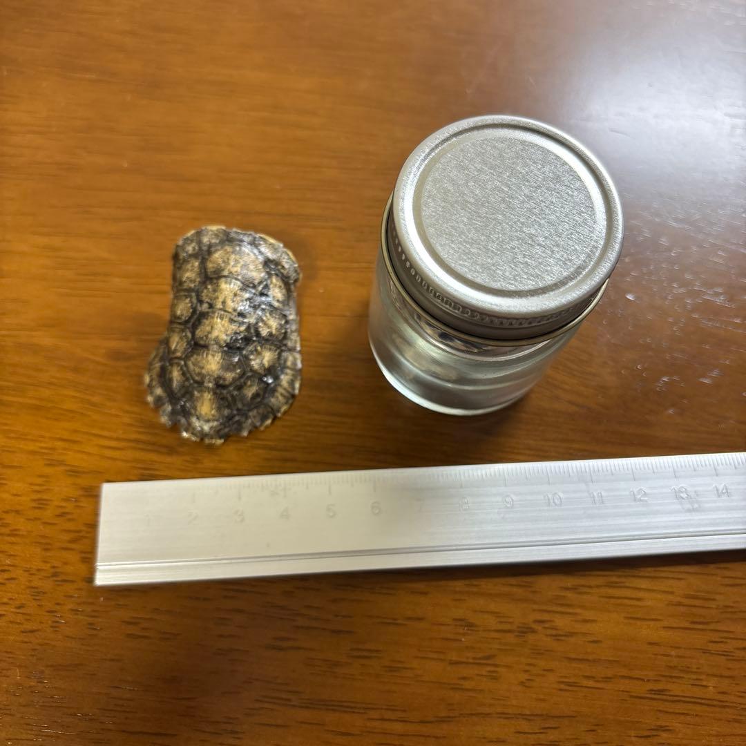 イシガメ　セマルハコガメ　甲羅　剥製　標本　ネイチャーテクニカラー